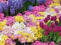 Презентация по биологии Картофель