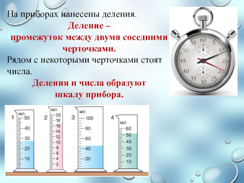 Измерение физических характеристик домашних животных презентация