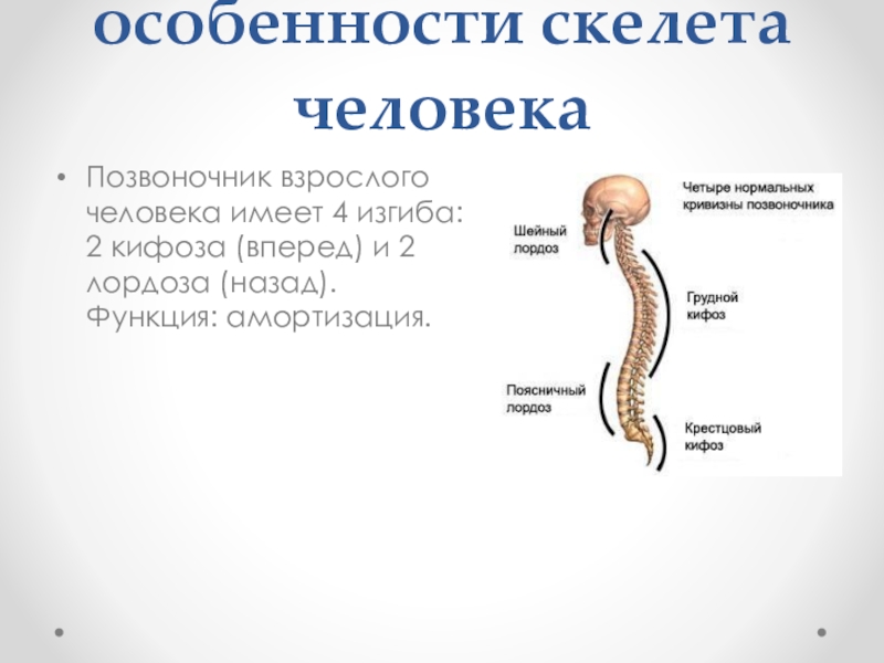Изгиб позвоночника 5. Особенностью строения скелета человека является наличие. Позвоночник человека. Изгибы позвоночника. Особенности строения позвоночника человека.