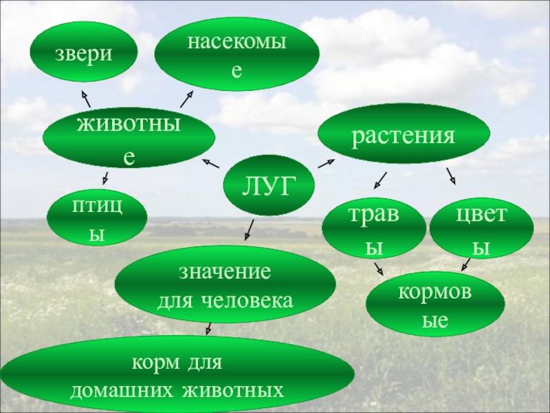 Как человек использует луг заполни схему луг человеку