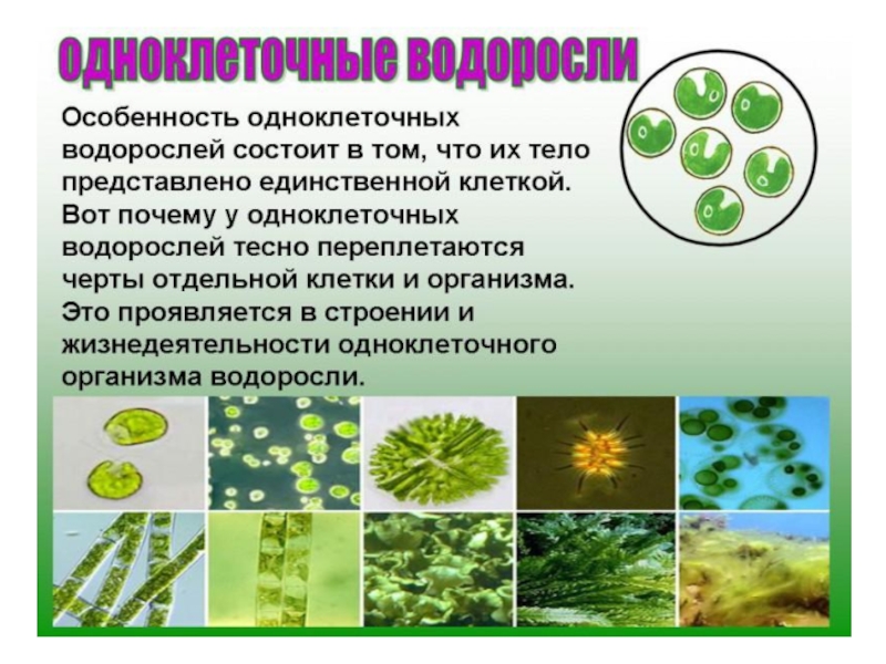 Проект на тему зеленые водоросли