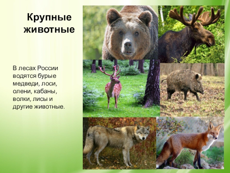 В какой природной зоне живет лось. Крупные Лесные животные. Животные обитающие в лесу. Какие животные обитают в России. Медведь, кабан, Лось, волк.
