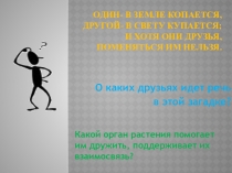 Презентация по биологии на тему Строение и функции стебля (6 класс)