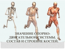 Презентация по биологии для 8 класса Значение опорно-двигательной системы. Состав и строение костей по учебнику Сухоруковой Л.Н. и др. УМК Сферы изд Просвещение