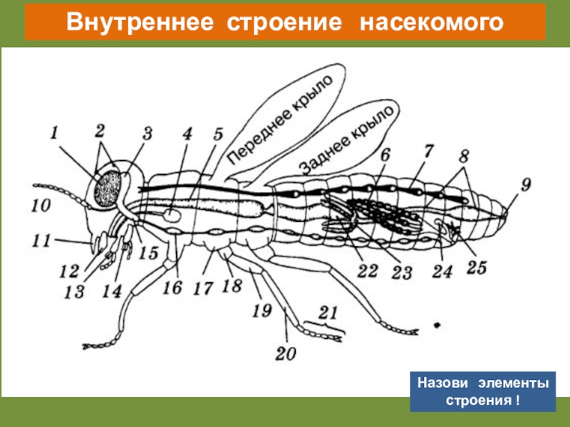 Строение и жизнедеятельность насекомых. Поденки насекомые внутреннее строение. Внутреннее строение насекомого рисунок. Внутреннее строение кузнечика схема. Внутреннее и внешнее строение насекомых схемы.