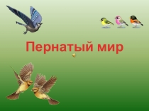 Презентация по ознакомлению с окружающим миром Пернатый мир