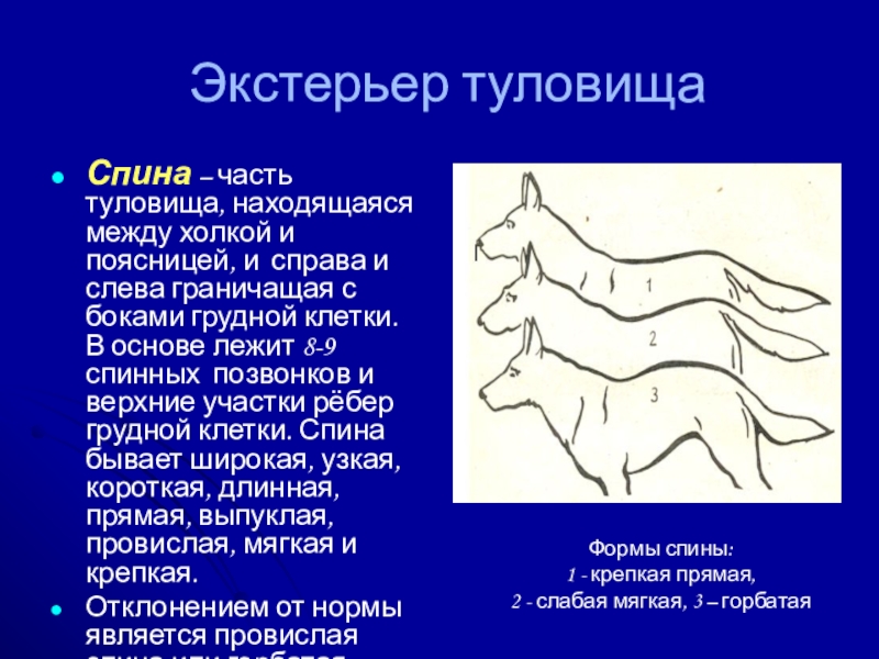 Презентация на тему кинология