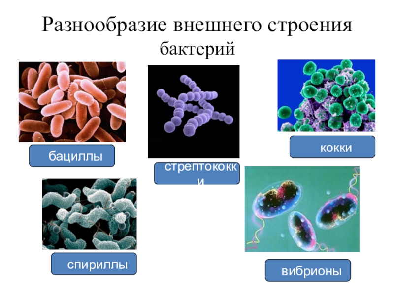 Презентация по теме бактерии 7 класс