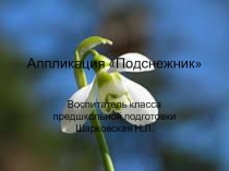 Презентация по изодеятельности Аппликация Подснежник.