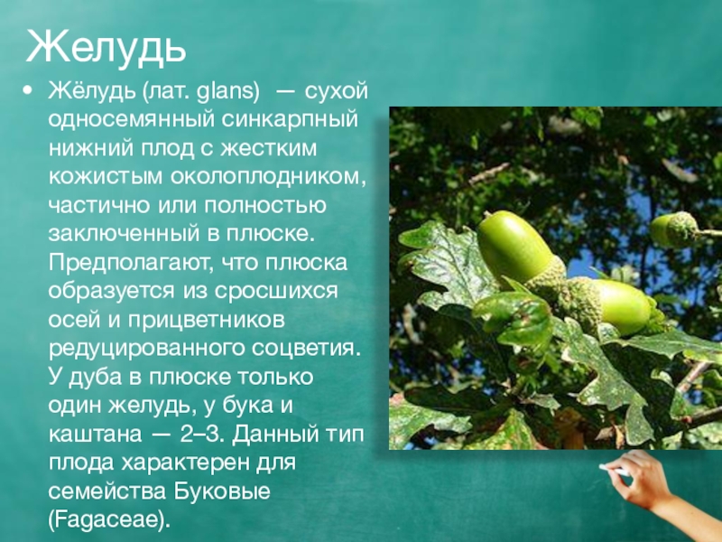 плод дуба желудь рассказ. желудь описание. желудь тип плода орех. желудь плод. желудь описание.