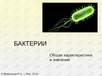 Презентация по теме Бактерии