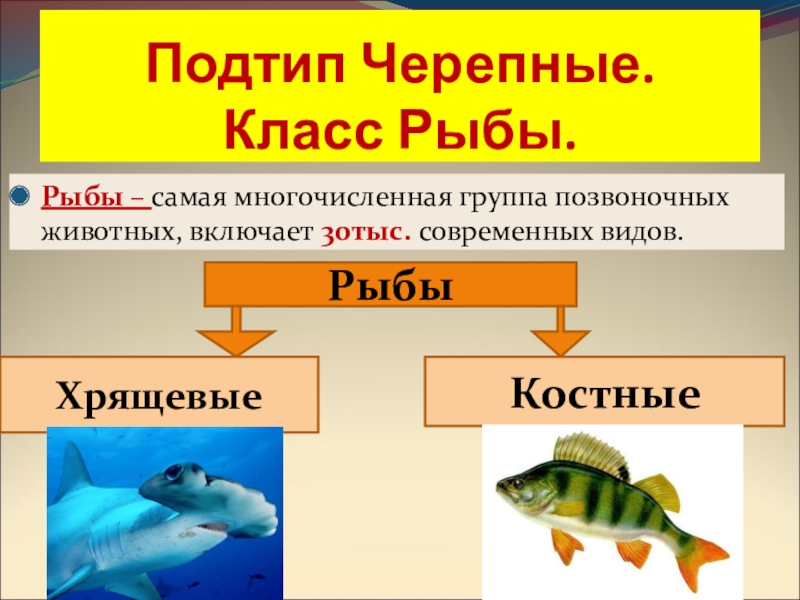 Самый многочисленный класс позвоночных. Позвоночное или Черепные внешнее строение рыб. Позвоночные классы рыб. Рыбы (биология). Класс рыбы презентация.