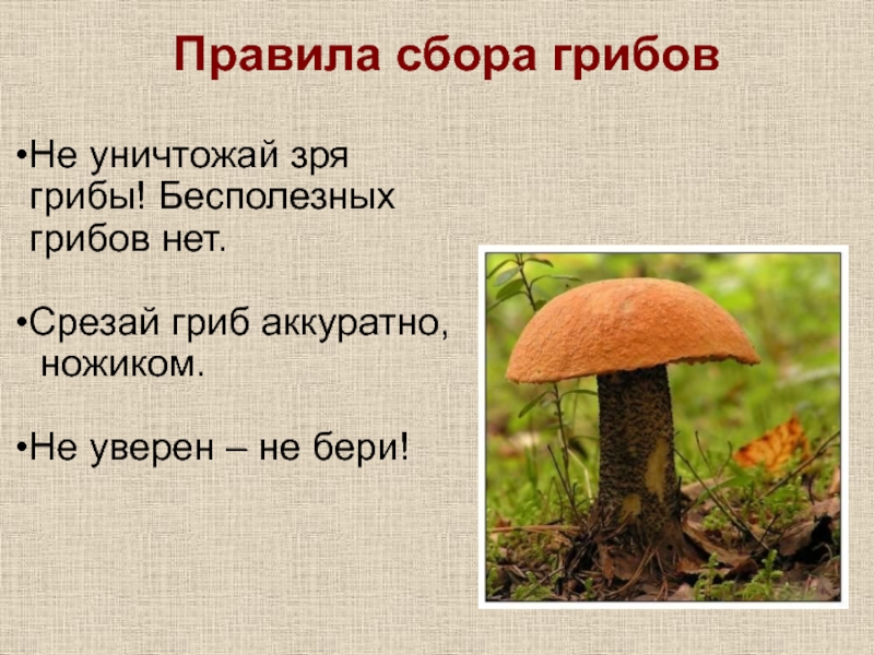 Правила сбора грибовНе уничтожай зря грибы! Бесполезных грибов нет.Срезай гриб аккуратно, ножиком.Не уверен – не бери!