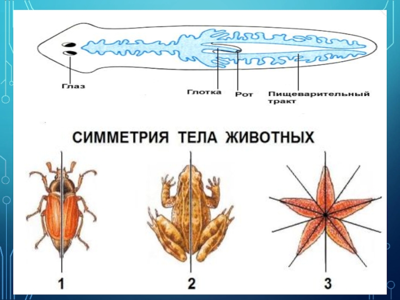 Симметрия в физике картинки