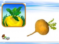 Презентация к исследовательской работе на тему Репка - знакомая и назнакомая