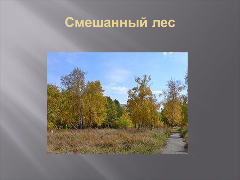 4 лесных зон. Заповедники в смешанных лесах. Заповедники в зоне лесов 4 класс. Заповедники в зоне смешанных лесов в России. Заповедники и национальные парки в зоне смешанных лесов.