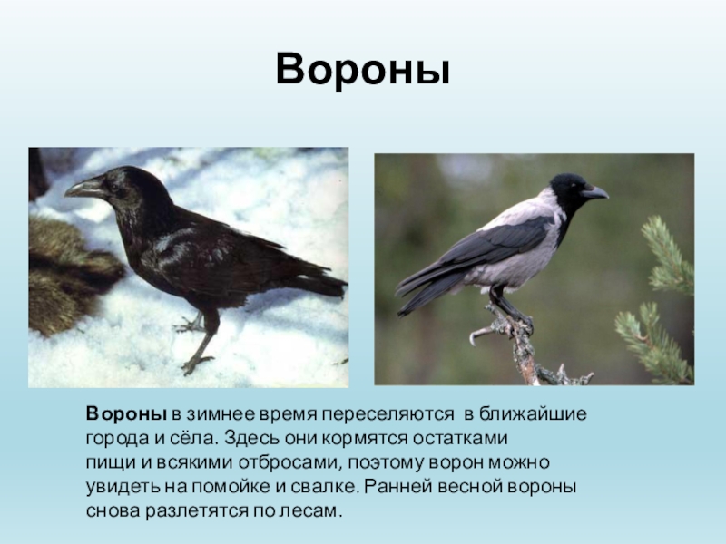 Ворона описание. Поведение вороны. Поведение вороны зимой. Ворона зимой описание.