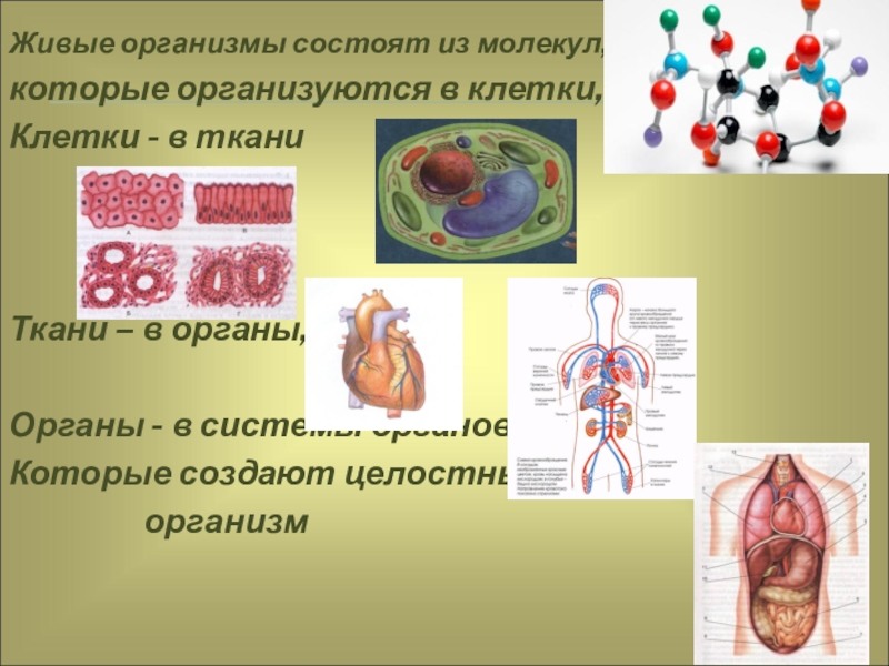 Состоит ли. Живые организмы состоят из. Организм состоит из клеток. Тела живых организмов состоят из клеток. Клетка состоит из молекул.