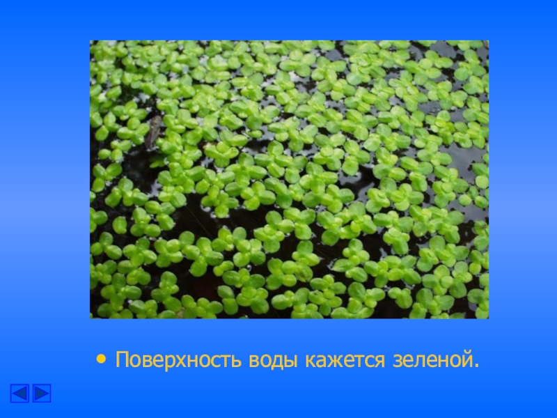 Жизнь в пресных водоемах 4 класс окружающий мир презентация школа россии