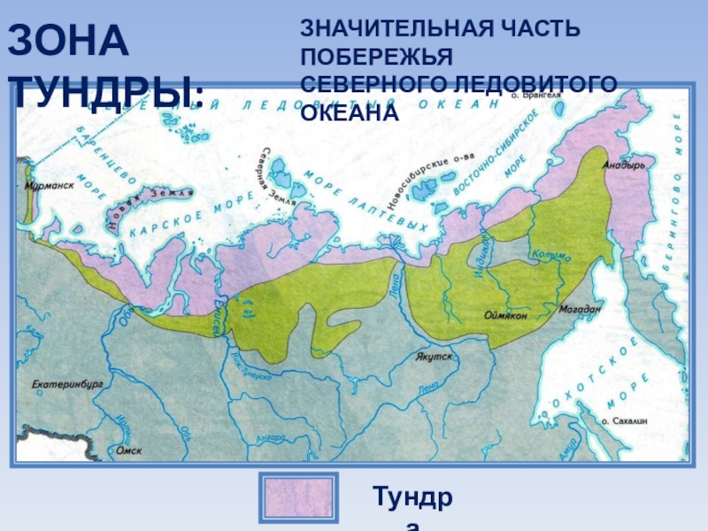 Природные зоны северного ледовитого океана. Положение тундры относительно морей и океанов. Тундра климатический пояс. Среднегодовая температура в тундре.