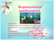 Презентация  Вырыщивание гладиолусов