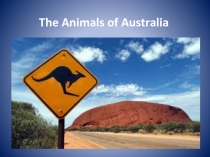The Animals of Australia