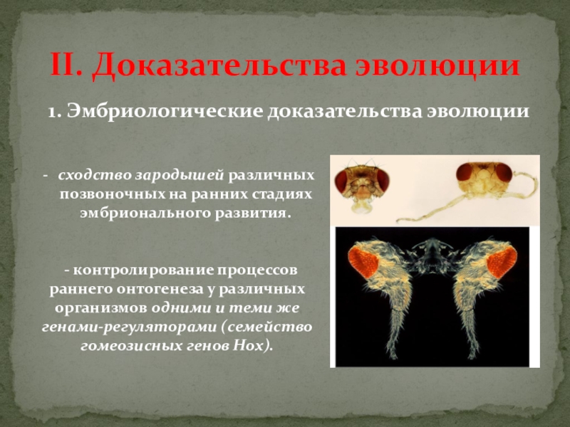 Эмбриологические доказательства эволюции. Эмбриональные доказательства эволюции. Эмбриональные доказательства эволюции кратко. Эмбрион доказательства эволюции. Сравнительно-анатомические и эмбриональная.