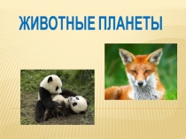 Презентация по окружающему миру  Животные моей планеты