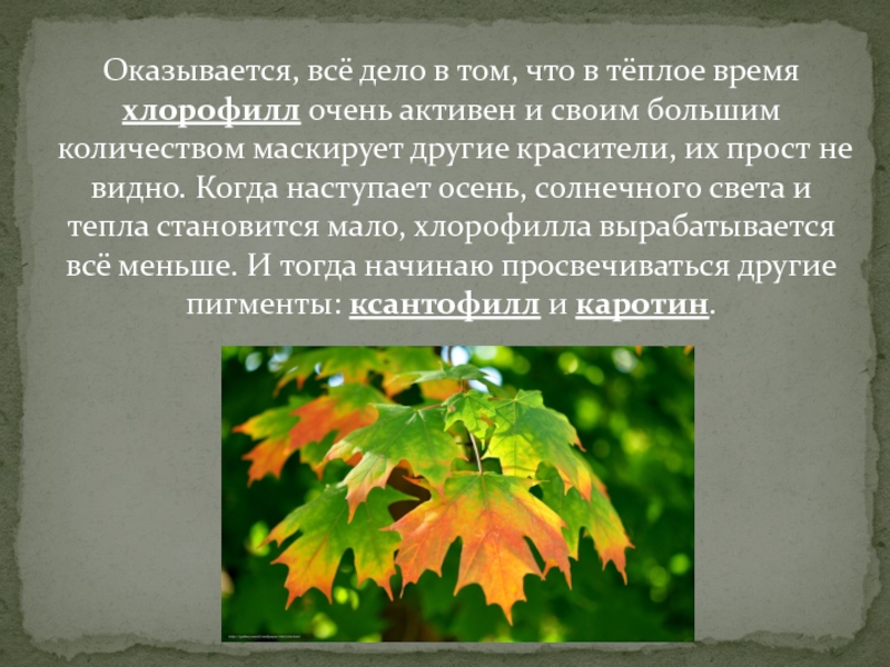 Оказывается, всё дело в том, что в тёплое время хлорофилл очень активен и своим большим количеством маскирует