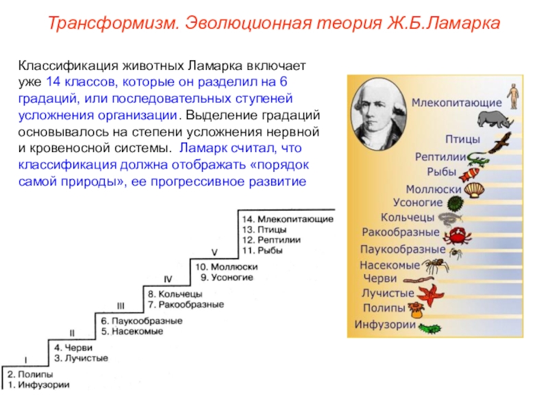 Лестница жизни презентация по биологии 9 класс