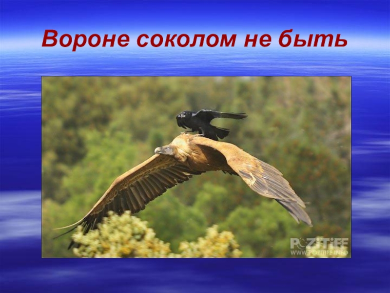 Пословица ворон ворону. Вороне соколом не бывать. Ворон Сокол не быть. Ворóне соколом не быть. Пословица вороне соколом не.