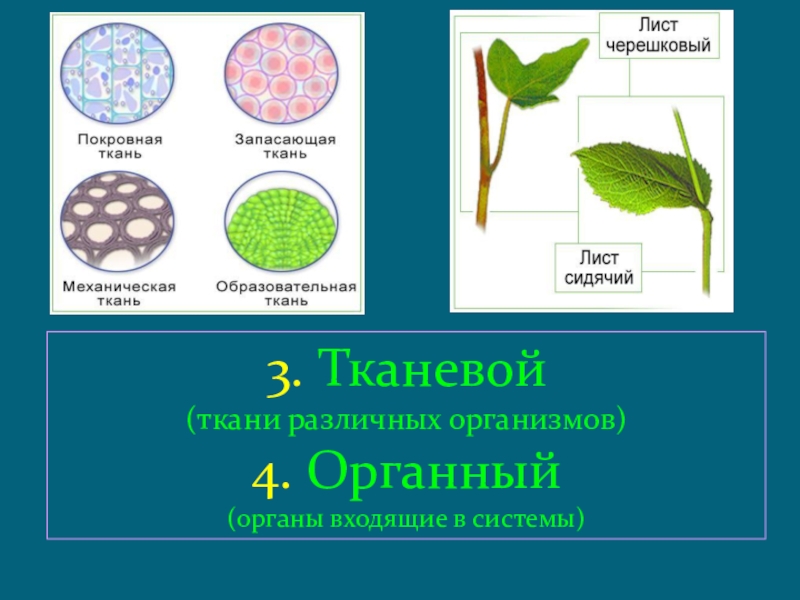 Примеры органной организации. Органно тканевой уровень примеры. Примеры тканевого уровня организации. Органный уровень примеры. Тканево-органный уровень организации примеры.