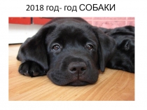 Презентация Как сшить СОБАКУ своими руками