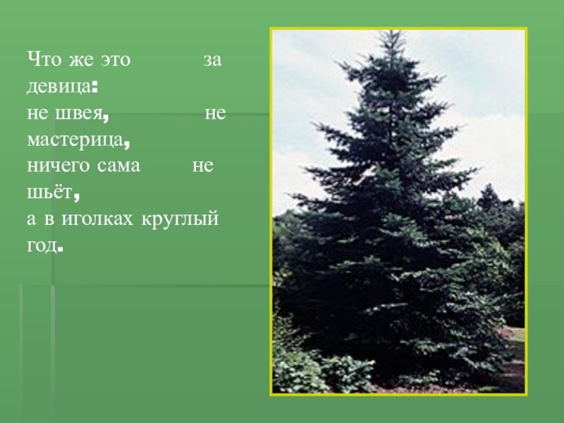 Приспособления ели. Ель приспособление. Ничего сама не шьёт, а в иголках круглый год. Устройство ели. Особенности приспособления ели.