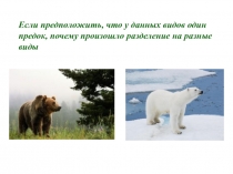 Презентация 9 класс видообразование