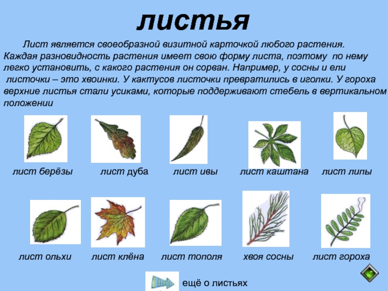 Класс лист. Какие листья называются простыми. Легкий лист.