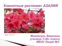 Презентация по окружающему мируАзалия