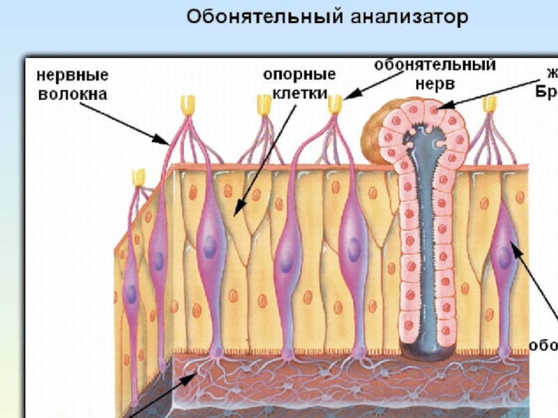 Презентация по биологии 8 класс органы осязания обоняния и вкуса