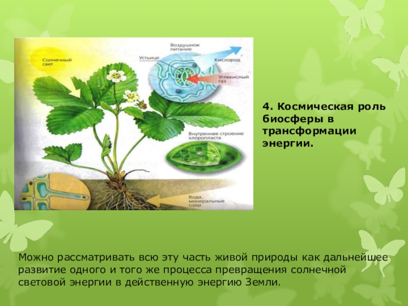 Растения в биосфере является. Растения в биосфере. Роль зеленых растений в биосфере. Роль биосферы. Космическая роль растений.