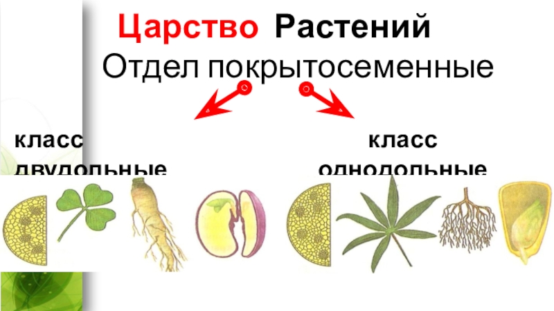 Презентация на тему класс однодольные 6 класс