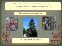 Проект на тему: О чём молчат Ели