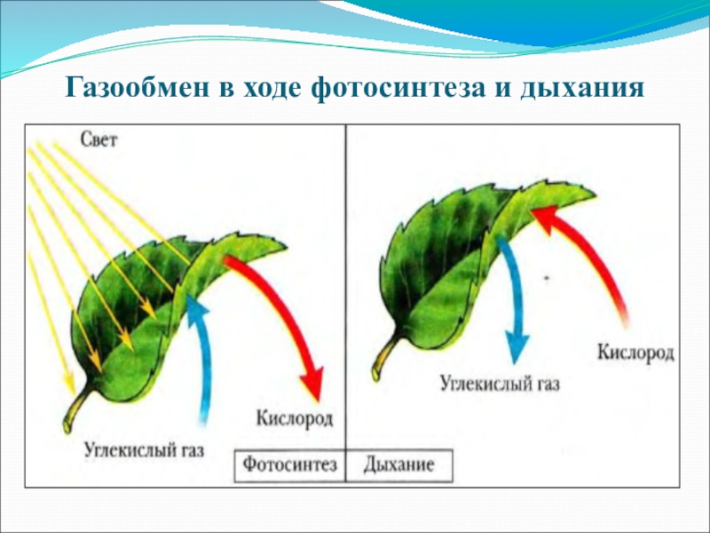 Газообмен растений