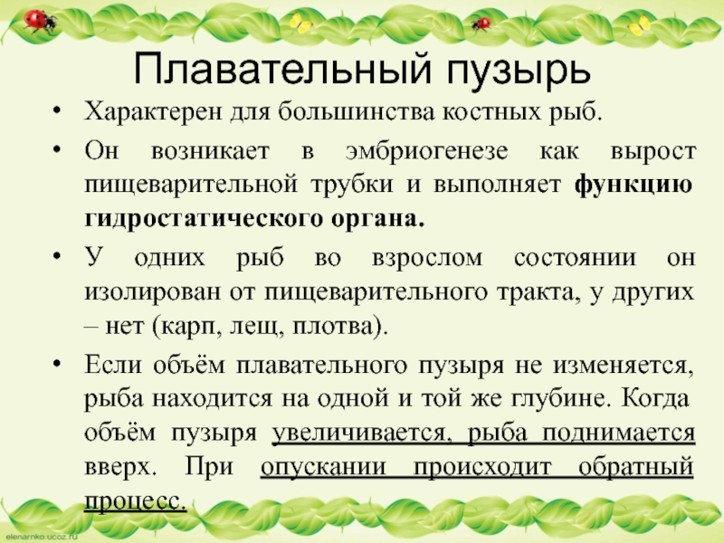 Характерен для большинства костных рыб. Он возникает в эмбриогенезе как вырост пищеварительной трубки и выполняет функцию гидростатического