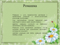 Ромашки - окружающий мир