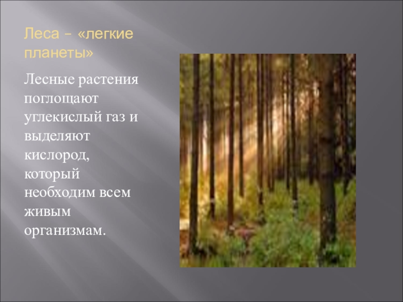 Природная зона лесов 4 класс. Растительность зоны лесов. Растительные зоны: Лесная. Растения зоны лесов 4 класс. Растительный мир Лесной зоны.