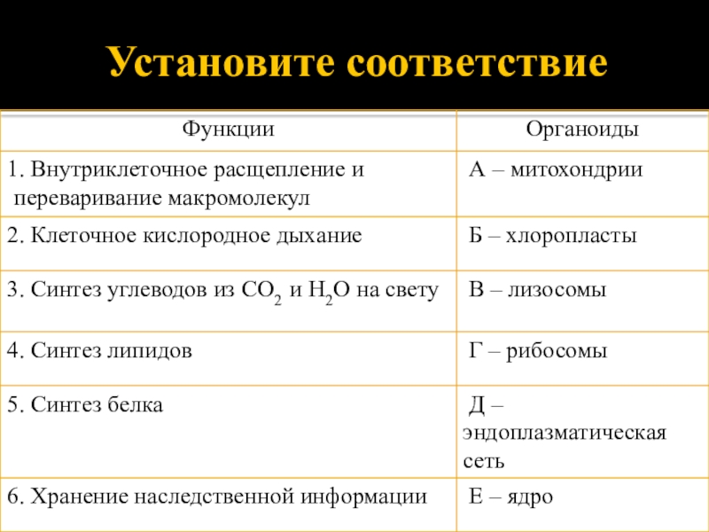 Молекулярные процессы расщепления презентация 11 класс биология