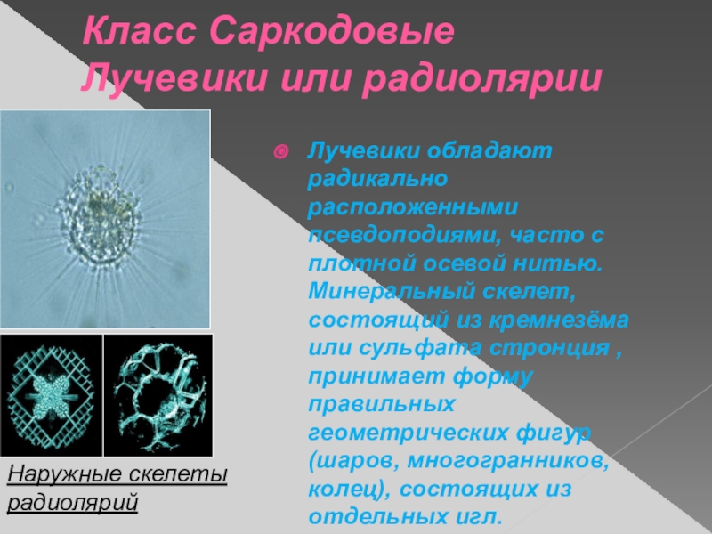 Тип саркодовые. Класс Саркодовые. Лучевики радиолярии. Саркодовые представители. Скелет радиолярии.