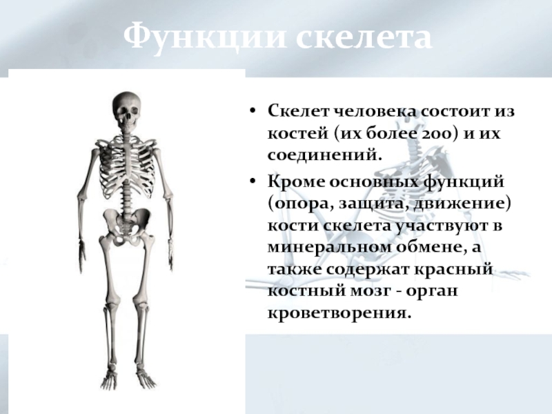 Презентация скелет человека 8 класс биология