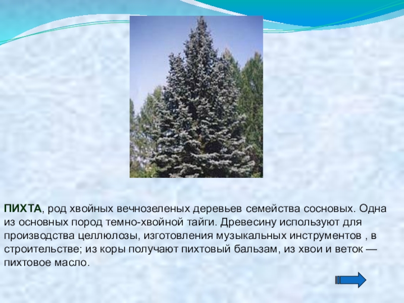 Хвойная тайга 5. Пихта Сибирская габитус. Презентация на тему пихта. Пихта дерево в тайге. Пихта окружающий мир.