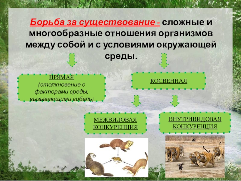 Проект борьба за существование и приспособления организмов